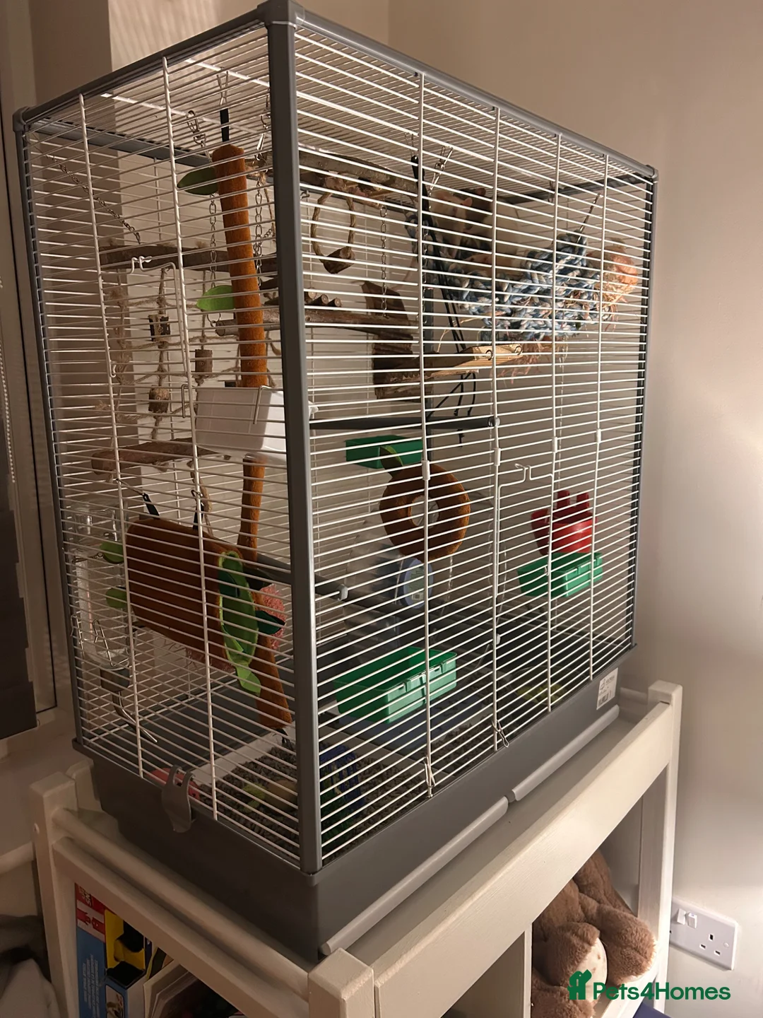 Rat rodents for sale: 4 Female rats for sale and cage - Advert 7