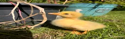 Geese poultry for sale: Week old Emden gosling pair in Swansea - Advert 2