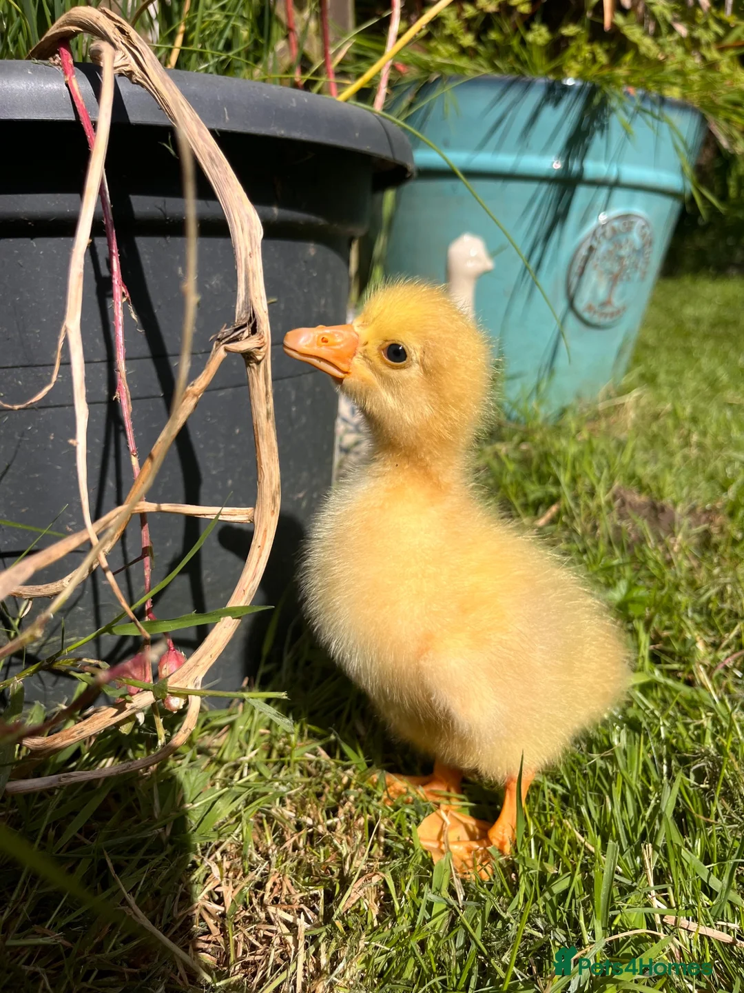 Geese poultry for sale: Week old Emden gosling pair in Swansea - Advert 2