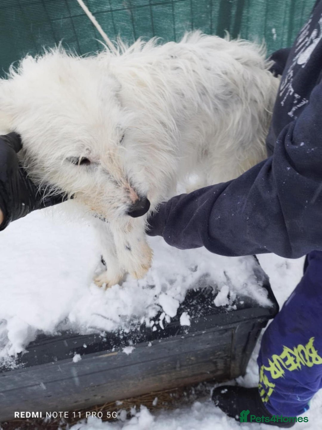 Mixed Breed dogs for adoption: ADRIAN 🤍 a Scruffy, Gentle Soul for a Loving Home - Advert 7