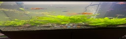 Tetras fish for sale: Fluval aquarium  - Advert 10