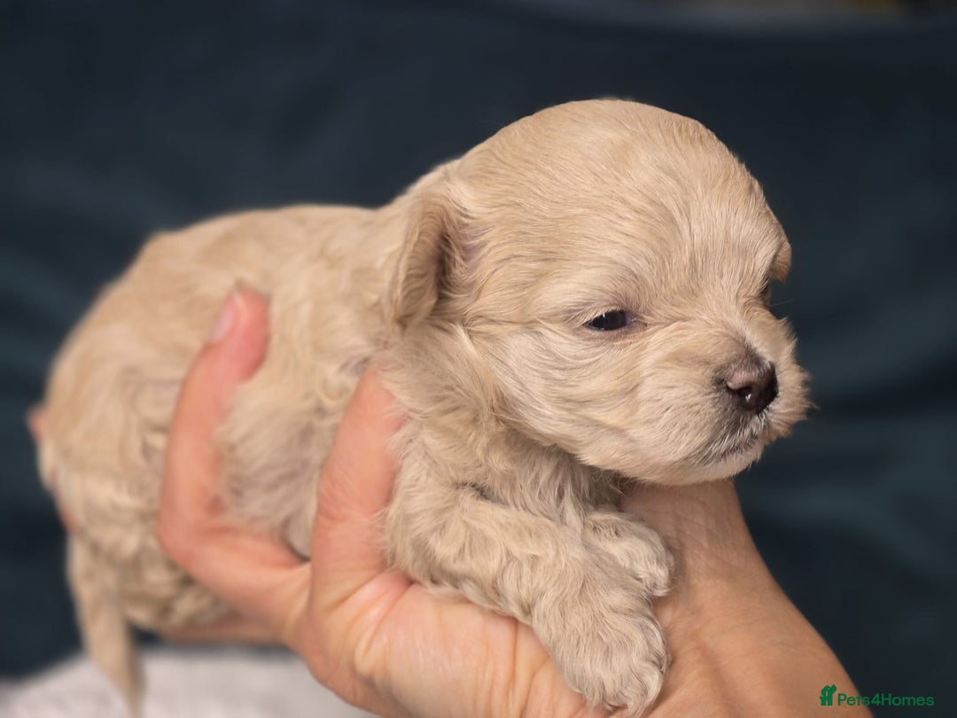 Maltipoo dogs for sale: 🐾 🐾3 Beautiful Maltipoo Girls Available! 🐾 - Image 1