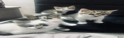 Mixed Breed cats for sale: 4 kittens  - Advert 27