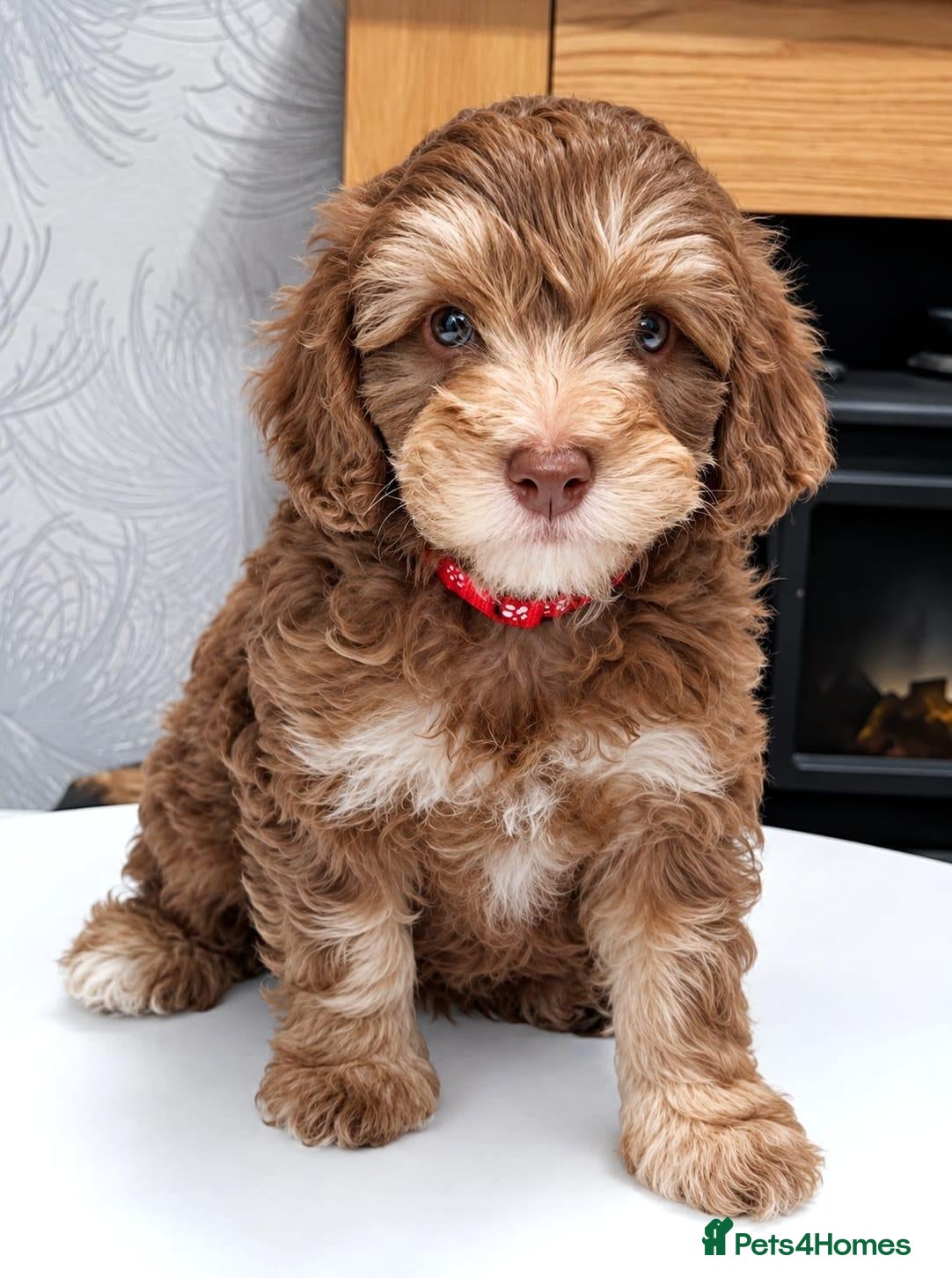Cockapoo dogs LYNJONBORNS BEAUTIFUL COCKAP00 PUPPYS - Advert 2