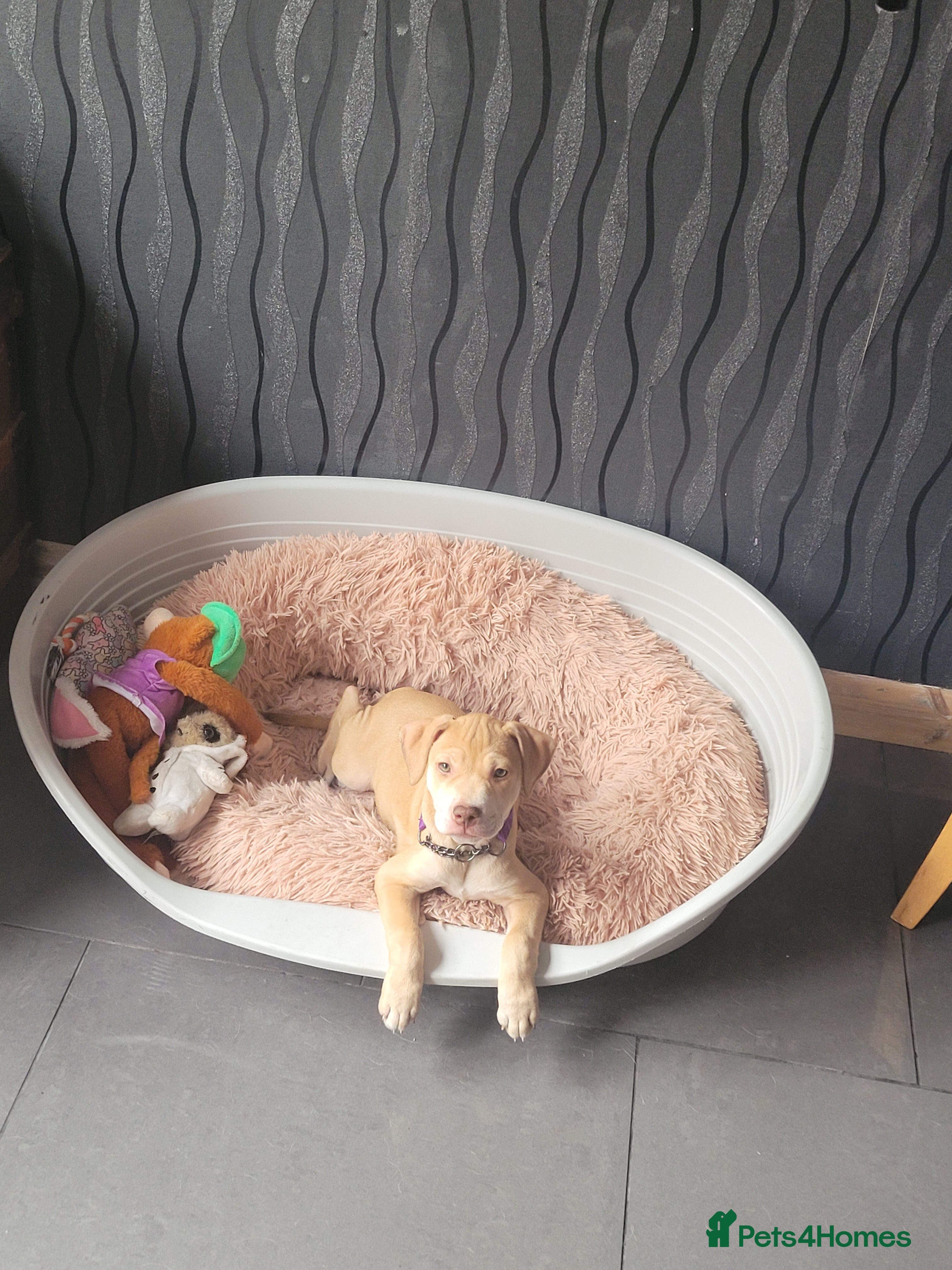 Mixed Breed dogs Gorgeous female puppy left - Advert 2