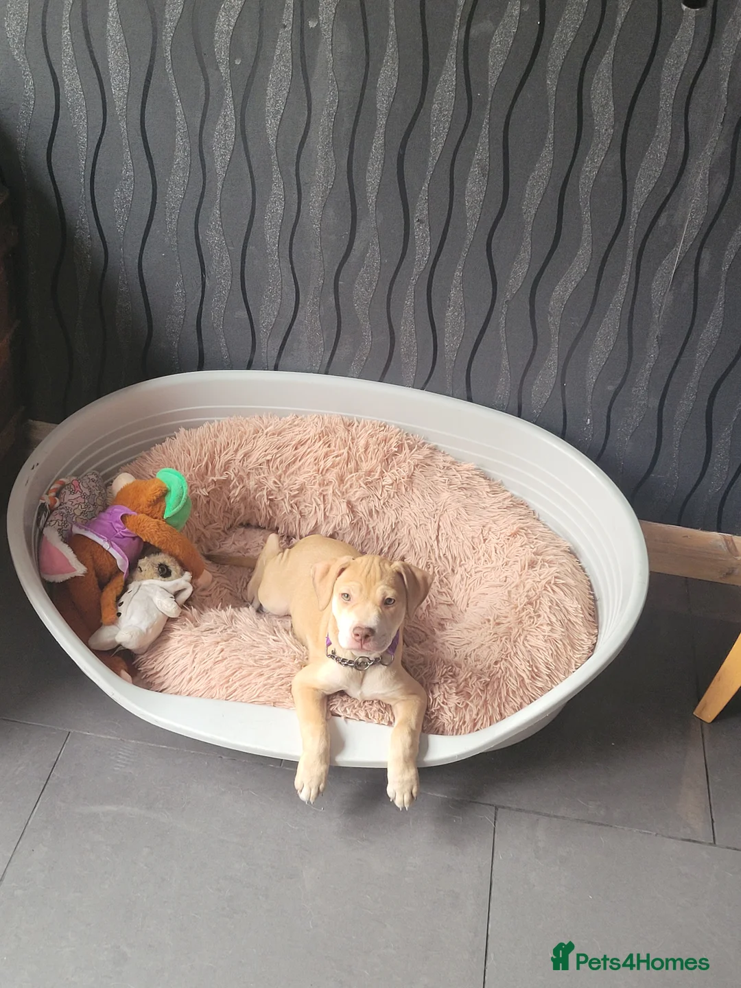 Mixed Breed dogs for sale: Gorgeous female puppy left - Advert 1