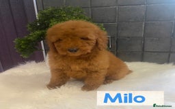Miniature Poodle dogs for sale: Gorgeous Red Minature Poodles Puppies  - Image 11