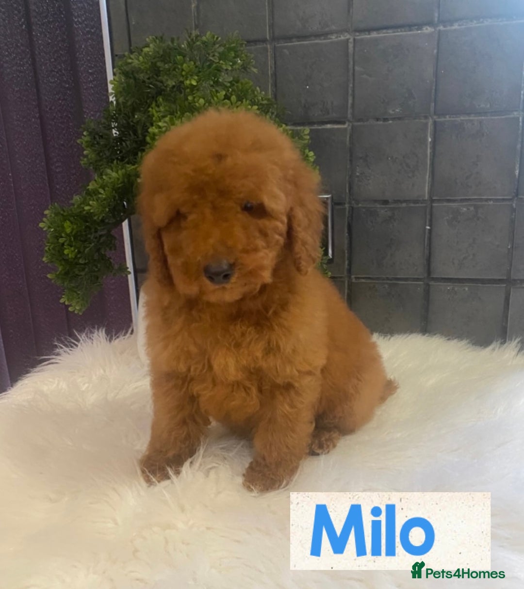 Miniature Poodle dogs for sale: Gorgeous Red Minature Poodles Puppies  - Image 11