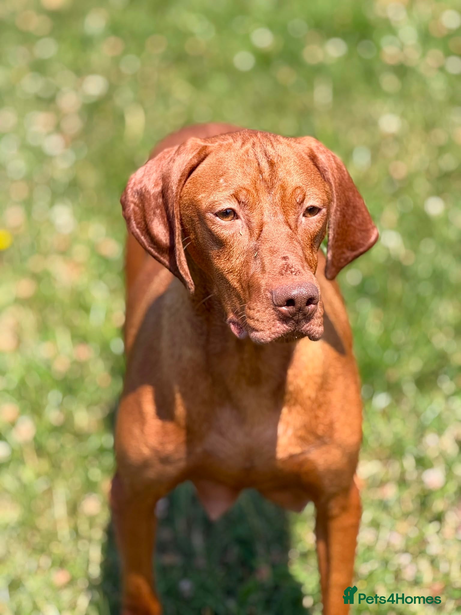 Hungarian Vizsla dogs Hungarian vizsla - Advert 1