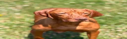 Hungarian Vizsla dogs for sale: Hungarian vizsla - Advert 1