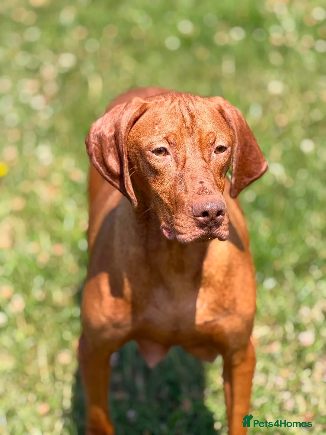 Hungarian Vizsla dogs for sale: Hungarian vizsla - Advert 1