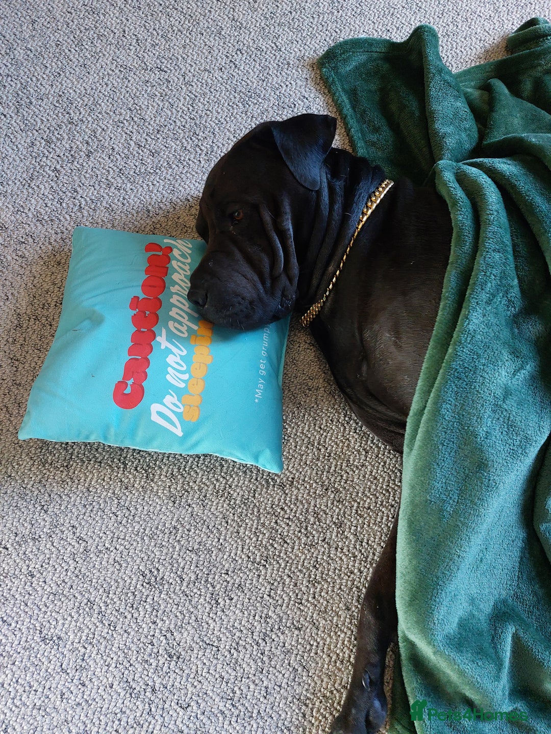 Mixed Breed dogs for sale: Sharpei X Rottweiler  - Advert 1