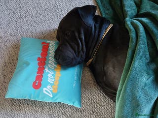 Mixed Breed dogs Sharpei X Rottweiler - Advert 1