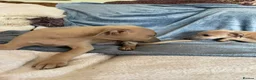 Mixed Breed dogs for sale: Stunning Wiggy’s Italian greyhound x whippet  - Advert 2