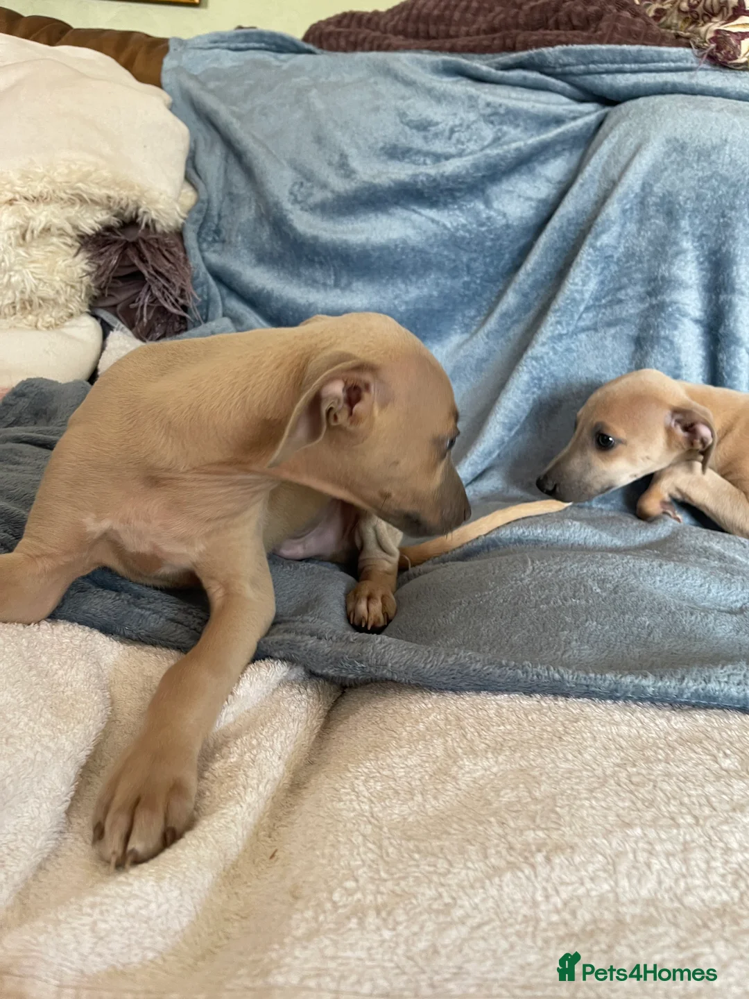 Mixed Breed dogs for sale: Stunning Wiggy’s Italian greyhound x whippet  - Advert 2