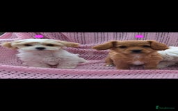 Cavachon dogs for sale: Cavachon Puppies for sale - Image 5