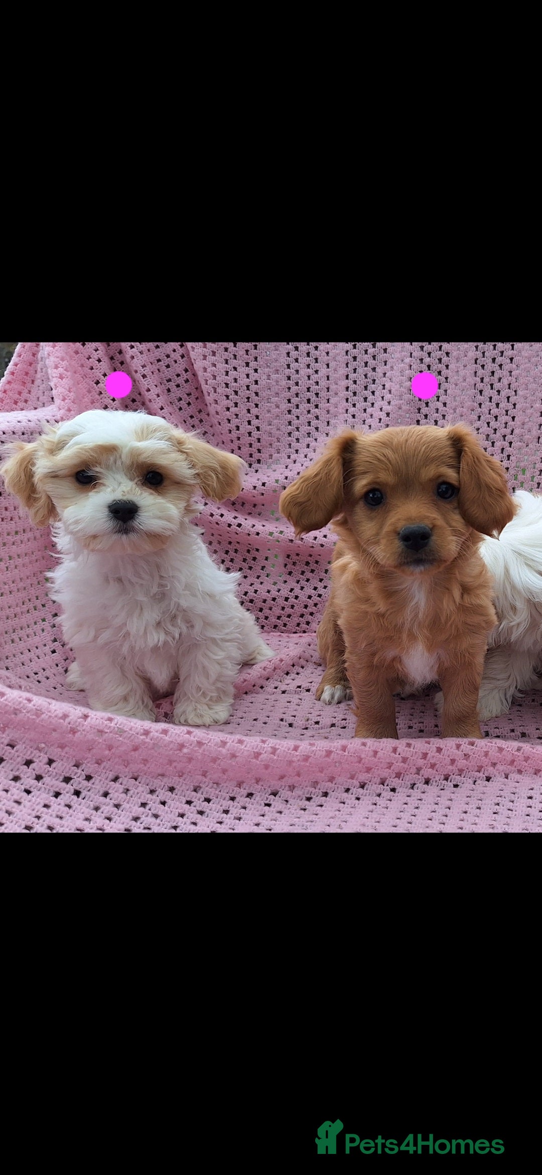 Cavachon dogs for sale: Cavachon Puppies for sale - Image 5