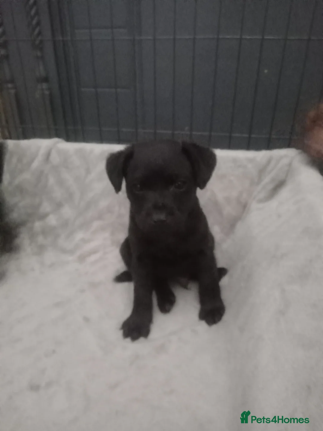 Patterdale Terrier dogs for sale: PATTERDALE PUPS FOR SALE READDY NOW  in Birkenhead - Advert 32