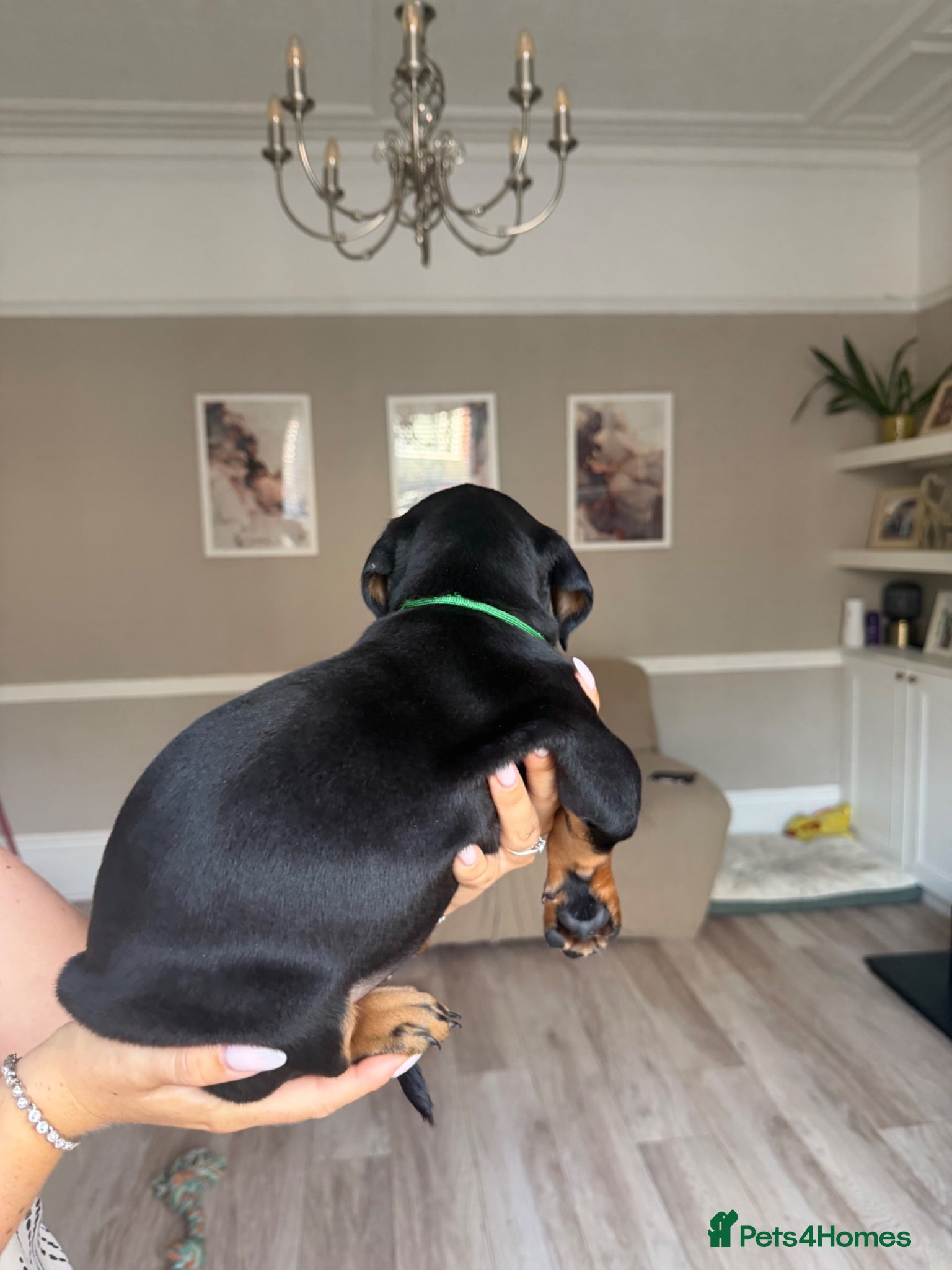 Dobermann dogs Dobermans puppies ready now  - Advert 2