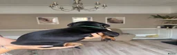 Dobermann dogs for sale: Ready now 1 girl Doberman puppy - Advert 4