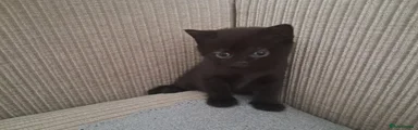 Mixed Breed 5