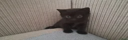 Mixed Breed cats for sale: Mixed Breed (British Shorthair/Domestic) - Advert 21
