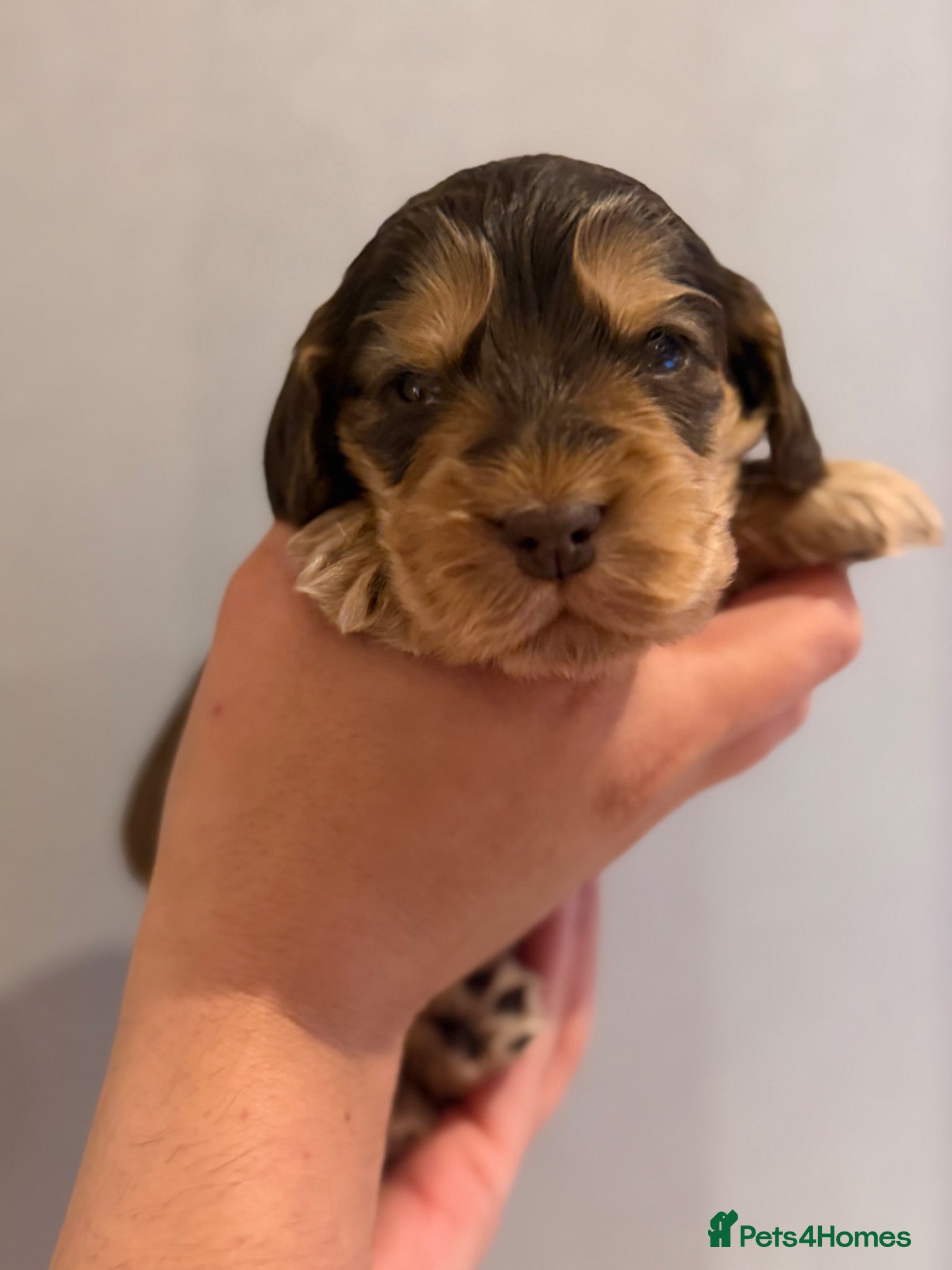 Cocker Spaniel dogs for sale: Golden & Chocolate Sable Show Cocker Puppies  in Doncaster - Advert 10