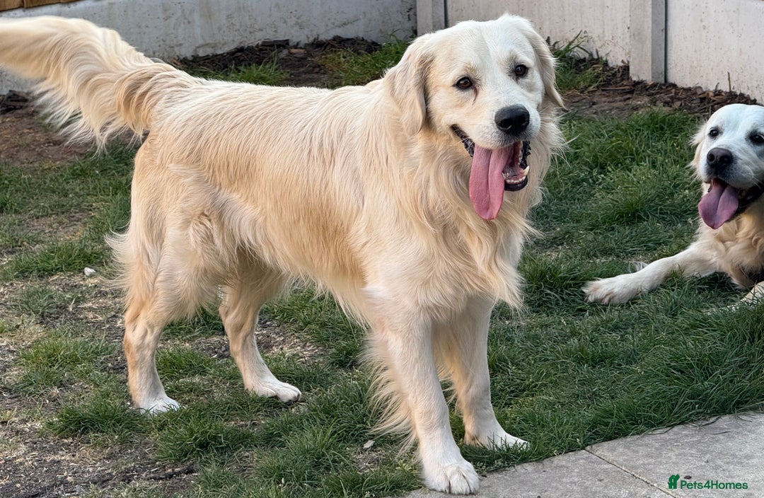 Golden Retriever dogs for sale: Golden Retriever Puppies 4 boys & 3 girls  - Image 7