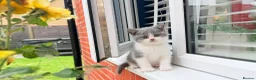 British Shorthair cats for sale: Beautiful Blue & White British Shorthair Kittens in Stowmarket - Advert 16