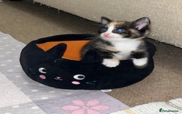 Mixed Breed cats for sale: Beautiful kittens ready for new loving homes  - Advert 26