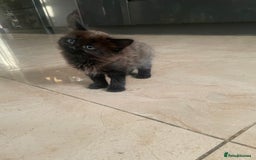 Mixed Breed cats for sale: Russian blu mix  - Image 23