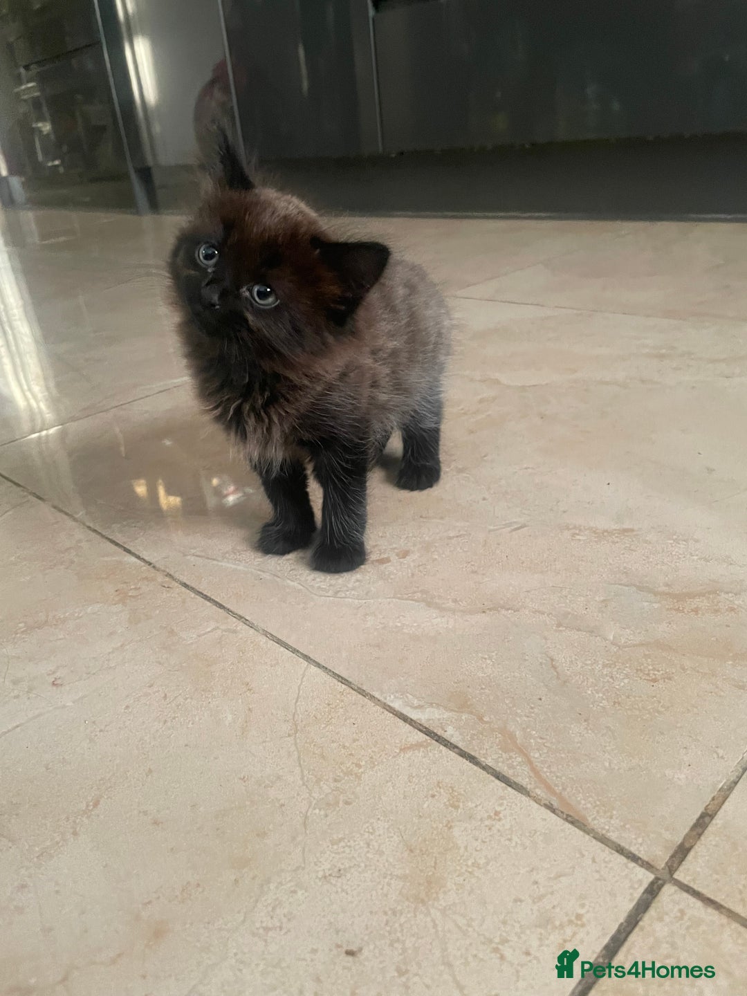 Mixed Breed cats for sale: Russian blu mix  - Image 23