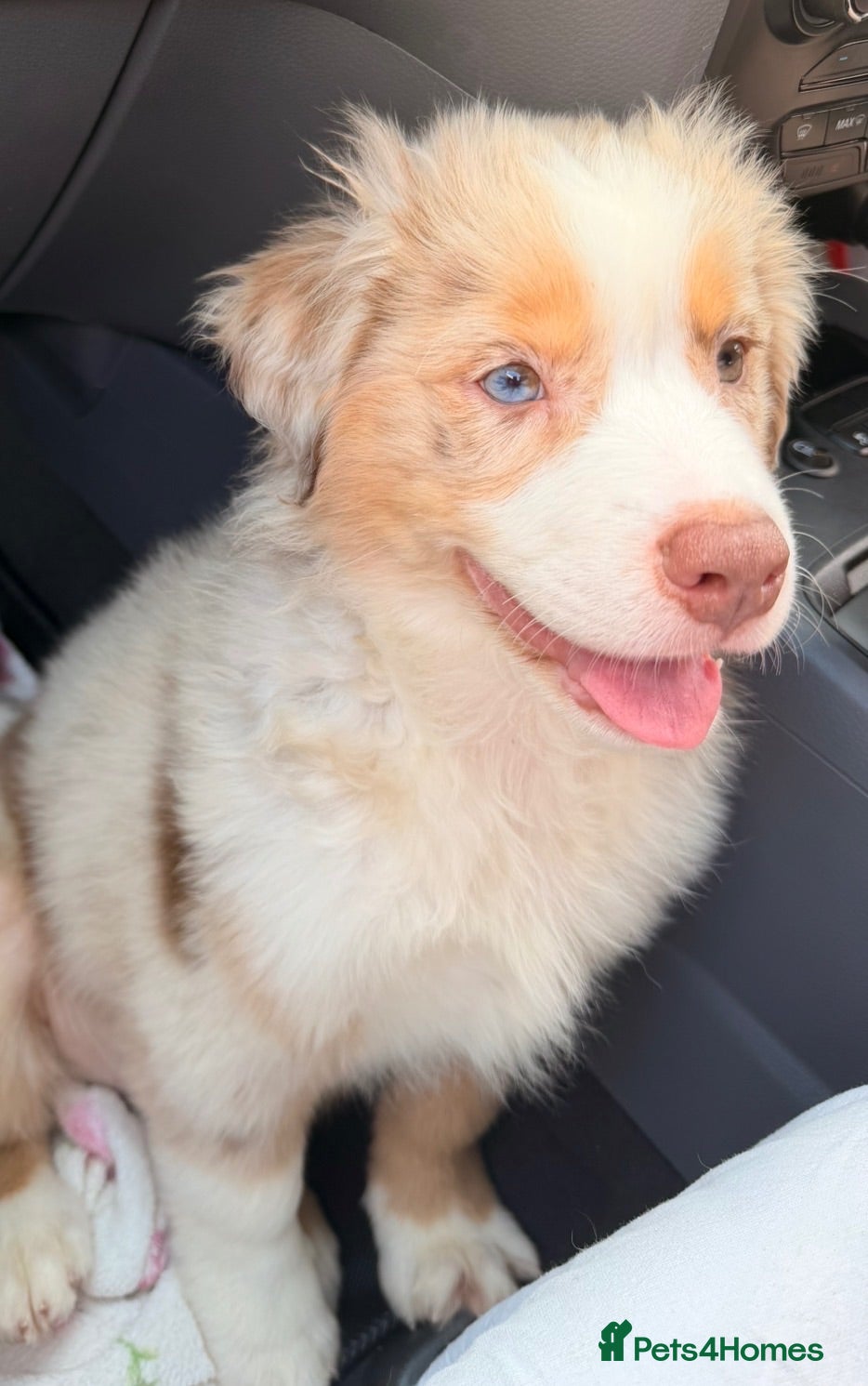 Miniature American Shepherd dogs 1 x Red Merle Mini American Shepherd Puppy - Boy - Advert 1