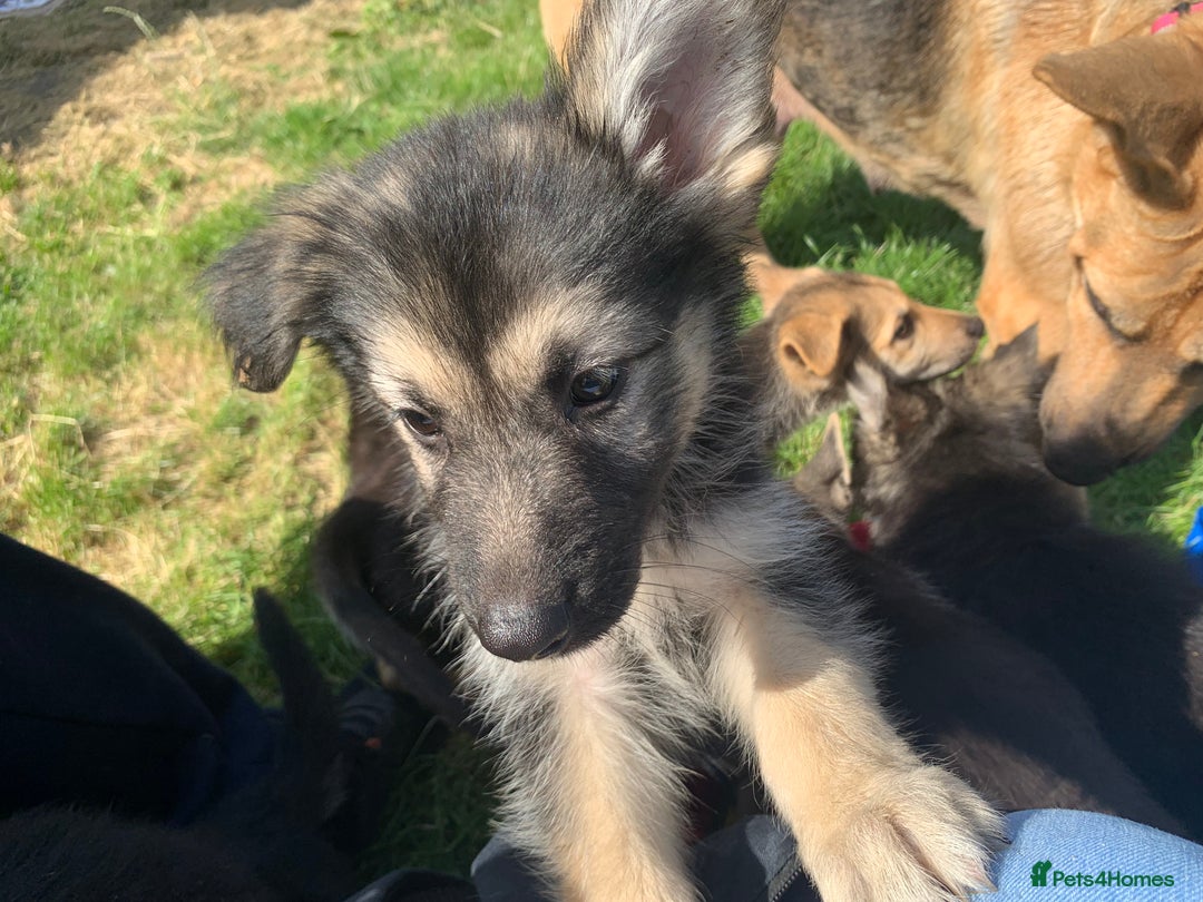 Shepsky dogs for sale: Shepski puppies in Liverpool - Image 27