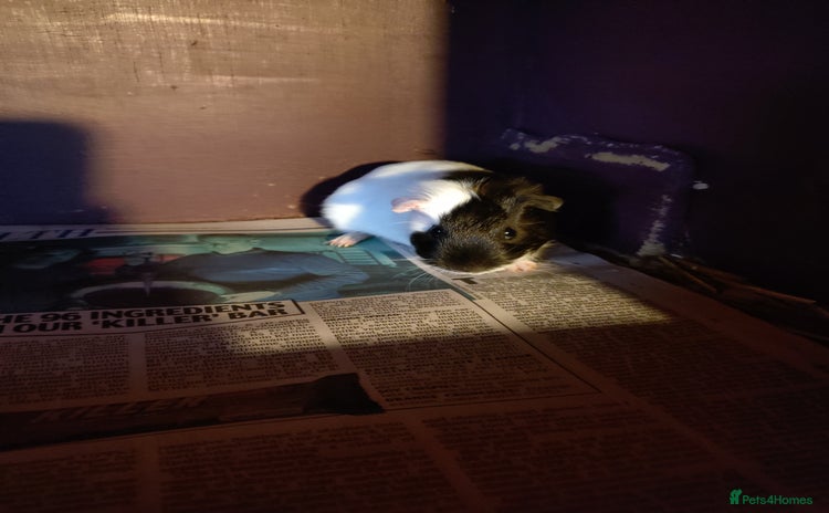 Guinea Pig rodents - Advert 12