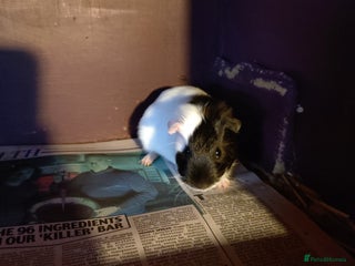 Guinea Pig rodents - Advert 25