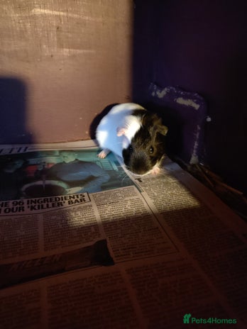 Guinea Pig rodents - Advert 12