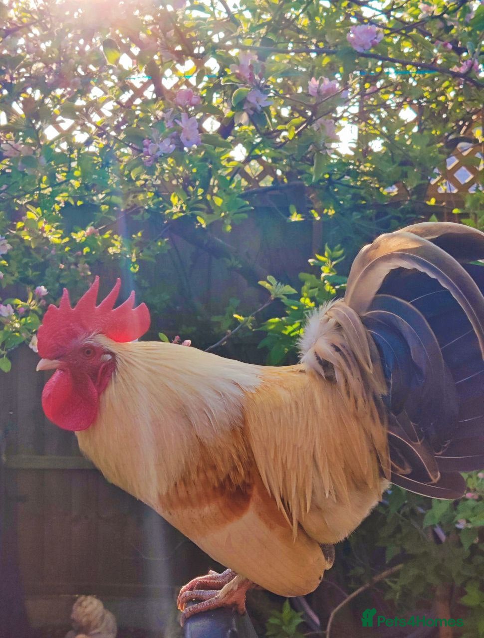 Chickens poultry A Golden Bantam Rooster and a gentleman - Advert 18