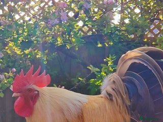 Chickens poultry A Golden Bantam Rooster and a gentleman - Advert 22
