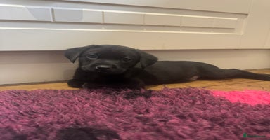 Labrador Retriever dogs - Advert 11