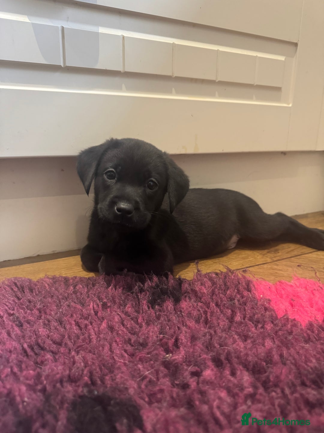 Labrador Retriever dogs for sale: KC registered working line- health tested parents  - Image 2