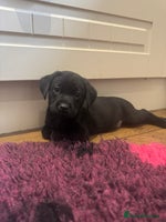 Labrador Retriever dogs - Advert 5