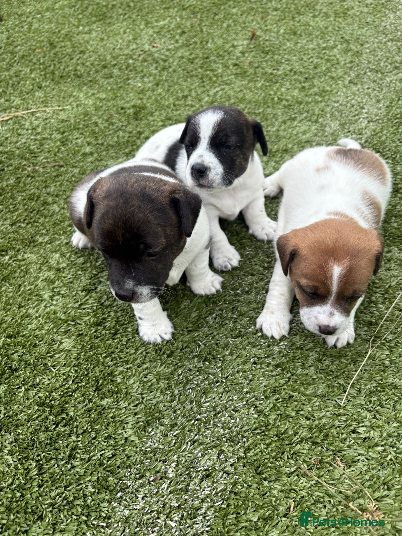 Jack Russell dogs Jack Russell puppies for sale - Advert 1