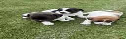 Jack Russell dogs for sale: Jack Russell puppies for sale - Advert 1