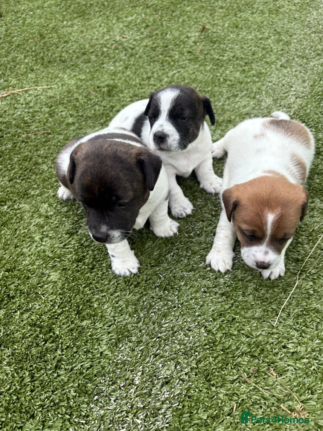 Jack Russell dogs for sale: Jack Russell puppies for sale - Advert 1