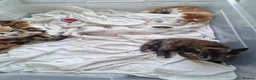 Mixed Breed cats for sale: Very Cute Calico Girl - Advert 39