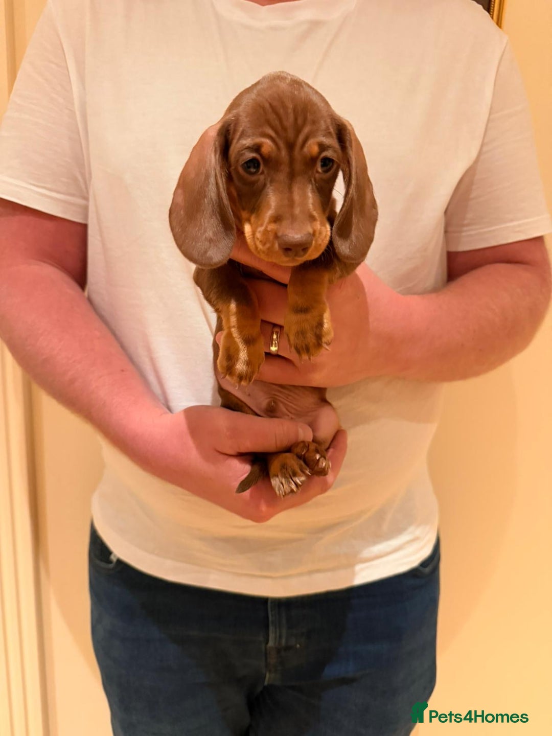 Miniature Dachshund dogs for sale: Miniature dachshund  - Advert 12