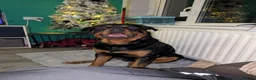 Rottweiler dogs for sale: Rottweiler puppies  in Saint Helens - Advert 3