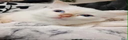 Ragdoll cats for sale: Female purebred RAGDOLLS - Advert 3