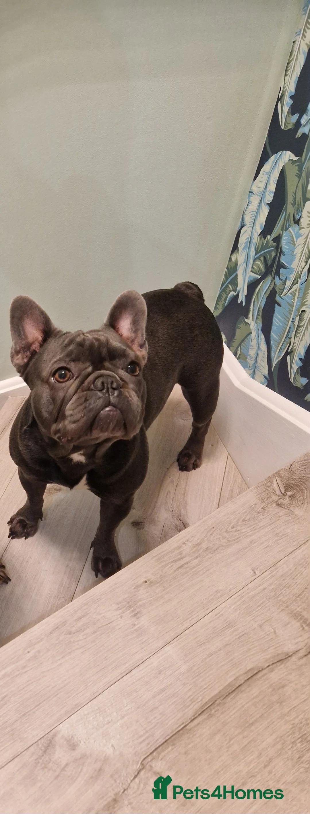 French Bulldog dogs for sale: Puppies  - Advert 2